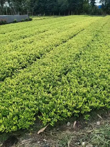 宿遷養護綠化工程